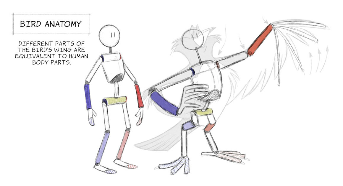 bird and human anatomy